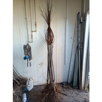 MIGDAŁEK na pniu Pakiet 5 sztuk - sadzonki 160 / 180 cm